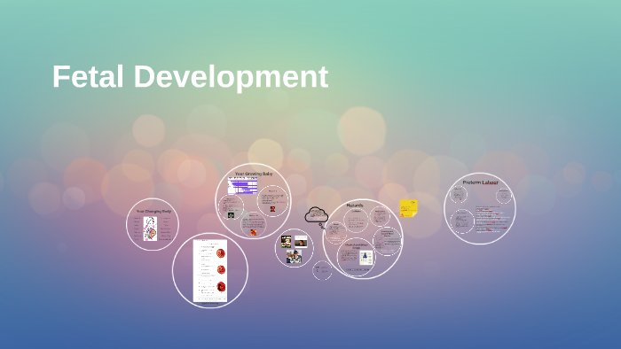 Fetal Development by on Prezi