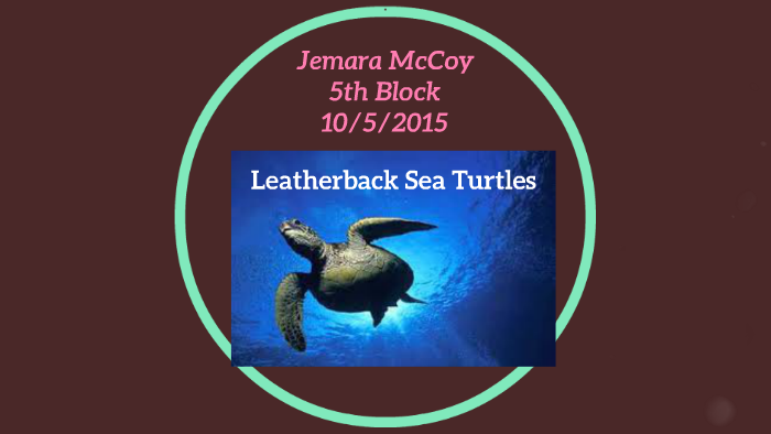 Leatherback Sea Turtles by Jemara McCoy on Prezi