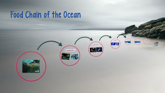 Food Chain of the Ocean by Haley Jones on Prezi