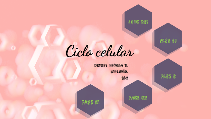 Ciclo celular by Ana Carretero on Prezi