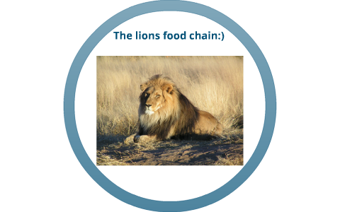 lion food chain by brayan delgado