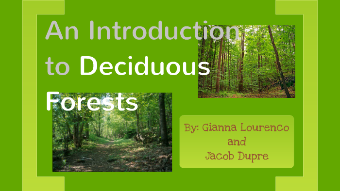 Deciduous Forest Biome Project by Gianna Lourenco