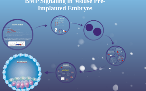BMP signaling in mouse embryos by Shelja Patel on Prezi