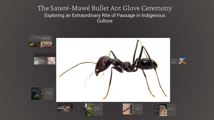 The Sateré-Mawé Bullet Ant Glove Ceremony by alexia bancescu on Prezi