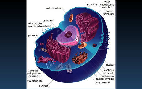 Animal Cell by marcus corbett on Prezi