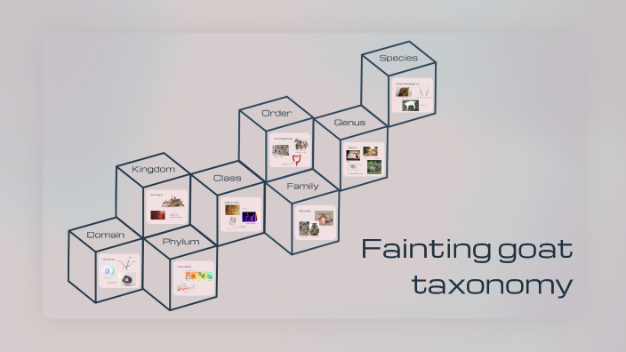 fainting goat taxonomy by sophia woo on Prezi