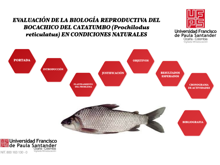 Caracterizacion de la biologia reproductiva del bocachico del catatumbo