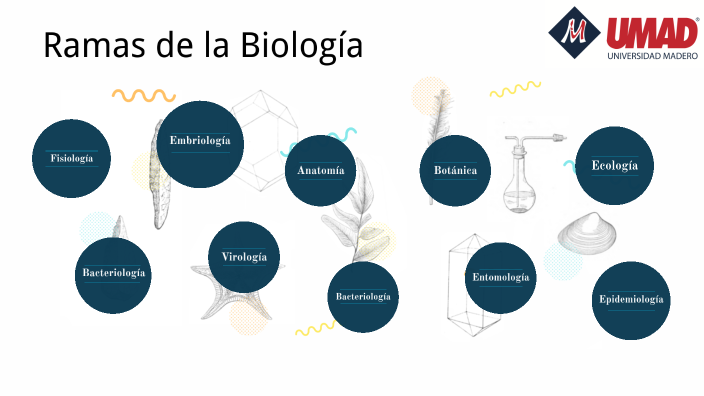 Ramas de la Biología by Zeferino Santos Ferrer on Prezi