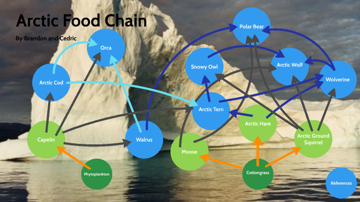 arctic food chain by LEUNG RUI TAI BRANDON G10L Biology Diagrams
