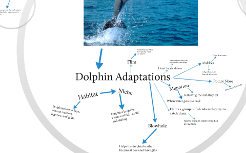 Dolphin Adaptations by Olivia Hayden on Prezi