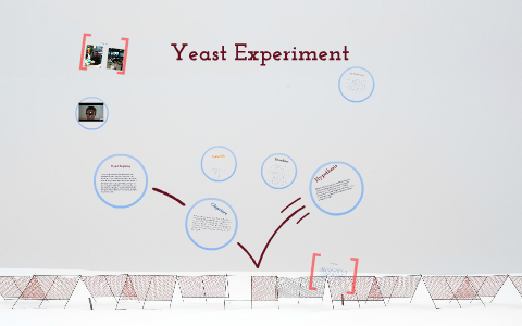 Tyler Science Experiments Yeast Experiment by Tyler Smart on Prezi