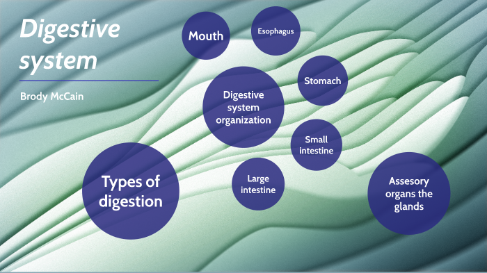 Digestion system by Brody Mccain