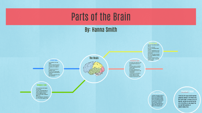 Parts of the Brain by Hanna Smith on Prezi