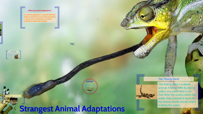 Strangest Animal Adaptations by Sarah Zoe