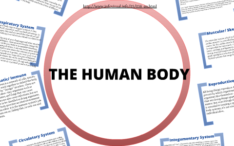 The Human Body by sarah barhite on Prezi