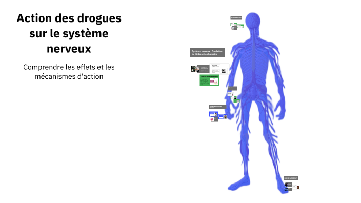 Action des drogues sur le système nerveux by Mevenn Gaucher on Prezi