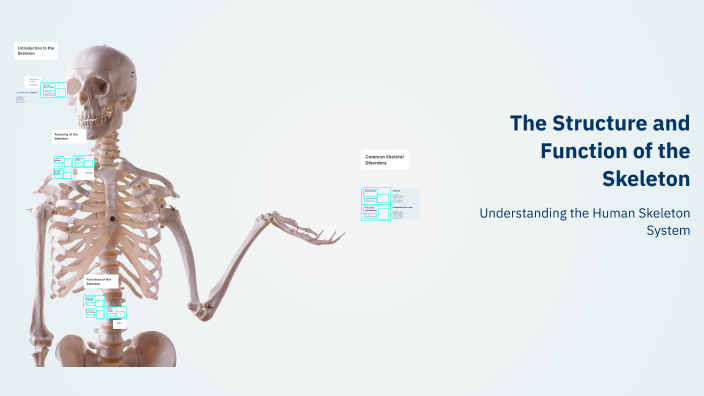 The Structure and Function of the Skeleton by Rama Alaklby on Prezi