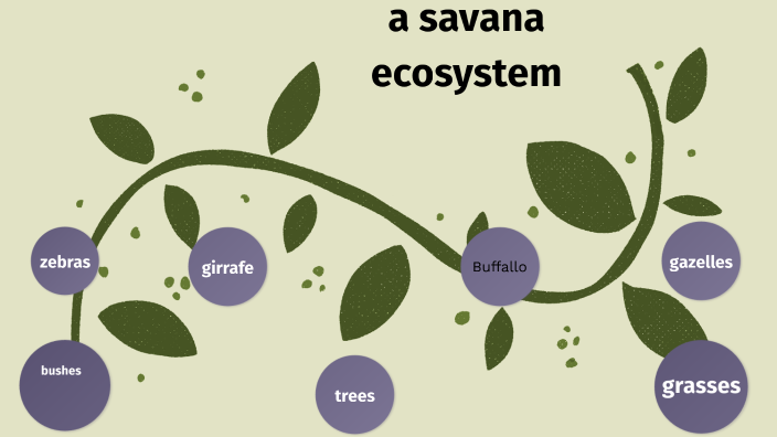 Savanah Ecosystem Python Savanna Ecosystem by Pooja Aggarwal on Prezi