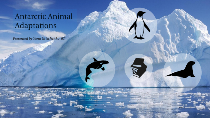 Antarctic Animal Adaptations by Yana Grischenko