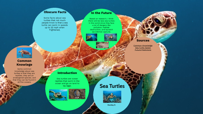 Sea Turtles by Brantley D on Prezi