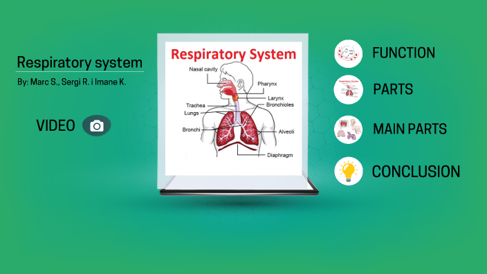 Pres Respiratory system by Marc Sayols on Prezi