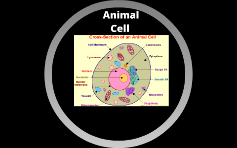 The Analogy between an Animal Cell and a City! by Andres ...