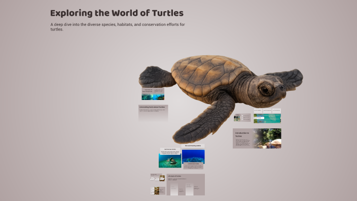 Exploring the World of Turtles by Jaxon Speirs on Prezi
