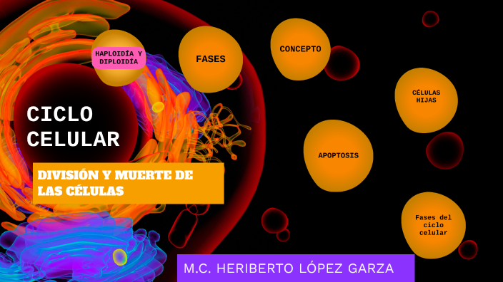 ciclo celular by HERIBERTO lopez garza on Prezi