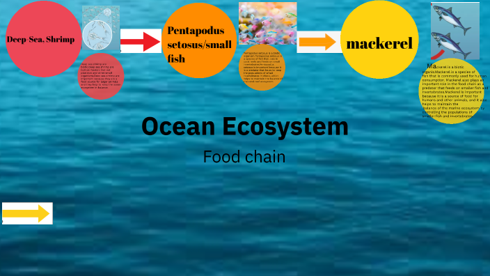 ocean ecosystem by Natalia Karout on Prezi