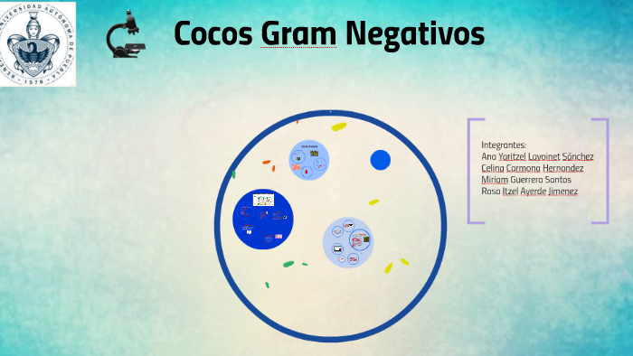 Cocos Gram Negativos By Iiary Sancheez On Prezi cocos-gram-negativos-by-iiary-sancheez-on-prezi