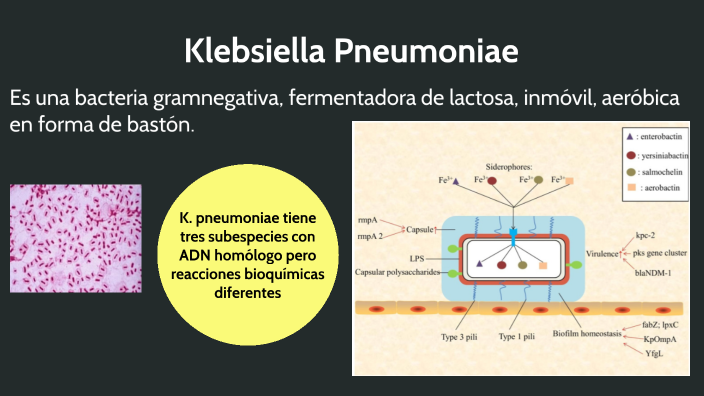 Klebsiella pneumoniae by Leodan Goicochea on Prezi