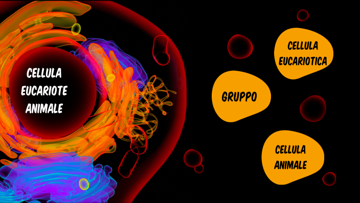 CELLULA EUCARIOTE ANIMALE by MATILDE POLATO on Prezi