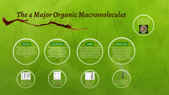 list the four major organic macromolecules
