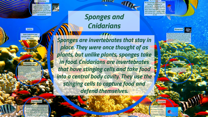 sponges and some cnidarians do not move from place to place