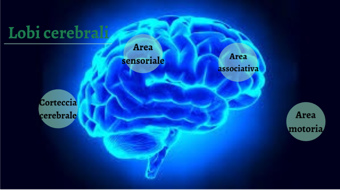 lobi della corteccia cerebrale