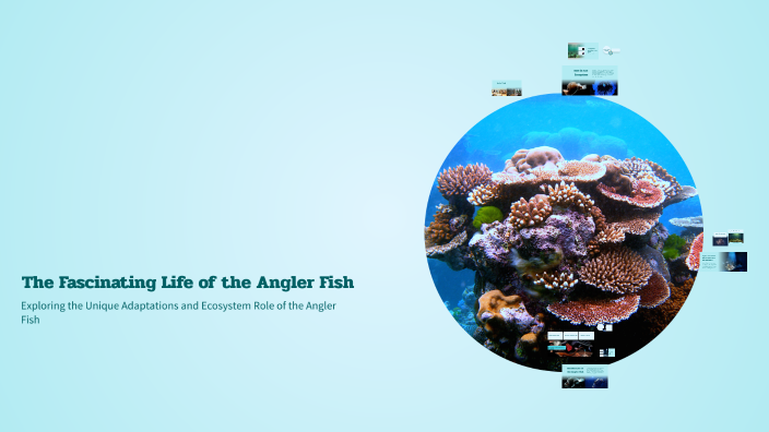 The Fascinating Life of the Angler Fish by Olivia frederick on Prezi