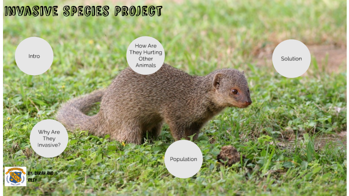 Small Indian Mongoose - Invasive Species Project by Riley Westner
