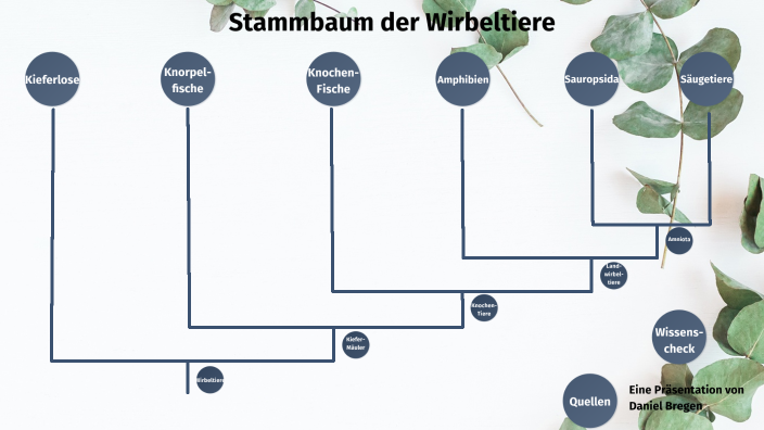 Der Stammbaum Der Wirbeltiere Stammbaum der Wirbeltiere by Daniel Bregen on Prezi