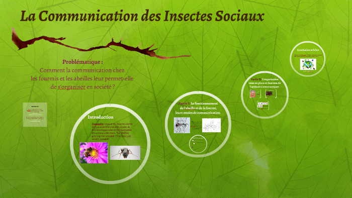 La Communication des Insectes Sociaux by Elise Salinas on Prezi