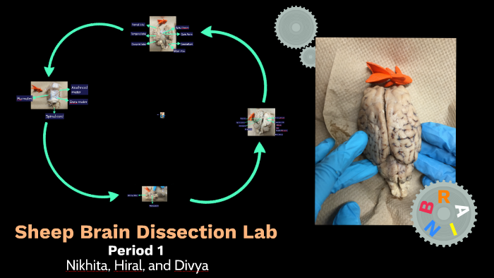 Sheep Brain Dissection Lab By Divya Daripalli On Prezi