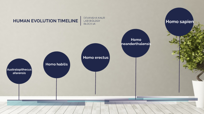human evolution by Devansha Kaur on Prezi