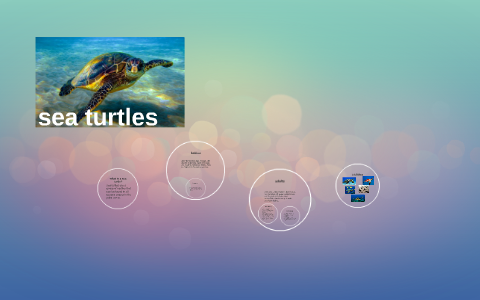 sea turtles by shannon brunette on Prezi