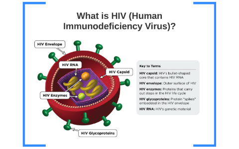 What is HIV (Human Immunodeficiency Virus)? by k m on Prezi