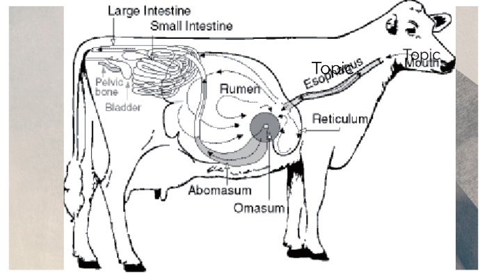 how the digestive system by Bennet Hughes on Prezi