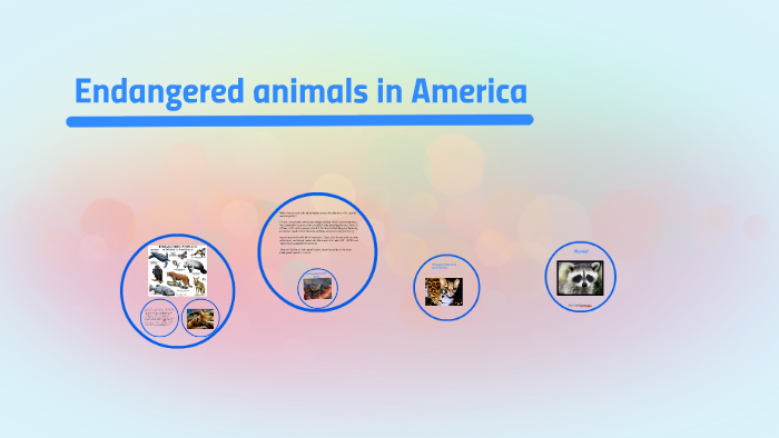 Endangered animals in America by Nina Anin on Prezi