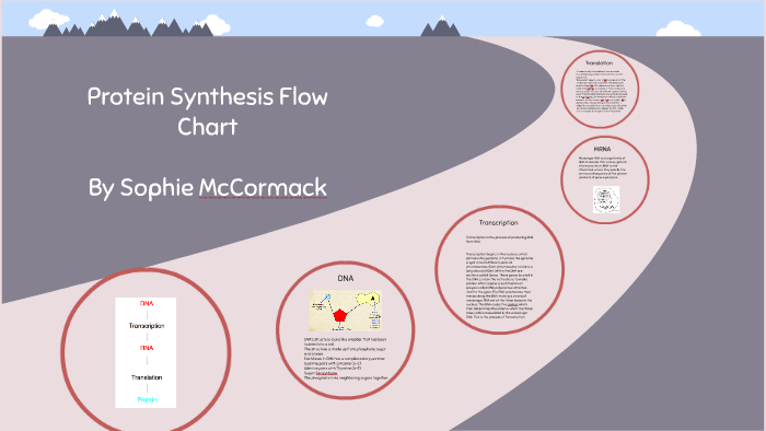 Protein Synthesis Flow Chart by Sophie McCormack on Prezi