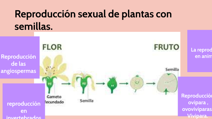 Ejemplos De Ciencias Naturales Tercer Parcial By Alejandra Alvarado On 