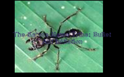 Satere-Mawe: Bullet Ant Glove by austin lagos on Prezi