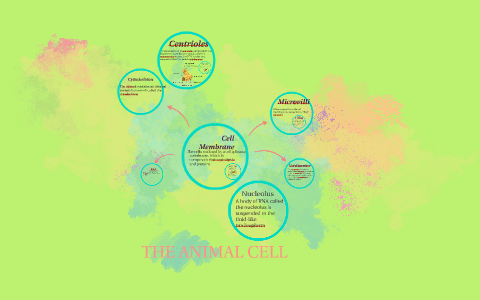 THE ANIMAL CELL by brittany martinez on Prezi