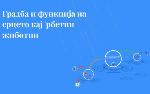 Градба и функција на срцето кај 'рбетни жиботни by Hristijan ...